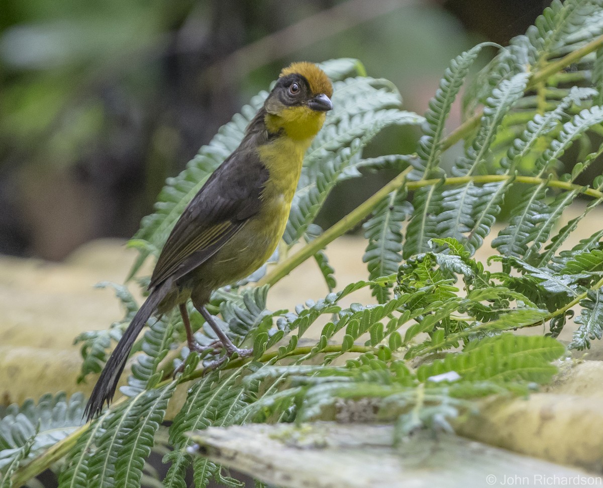 Tricolored Brushfinch - ML620172020