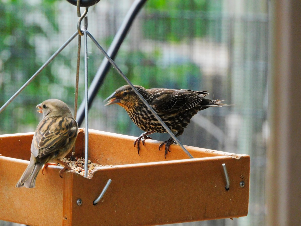 Red-winged Blackbird - ML620172021