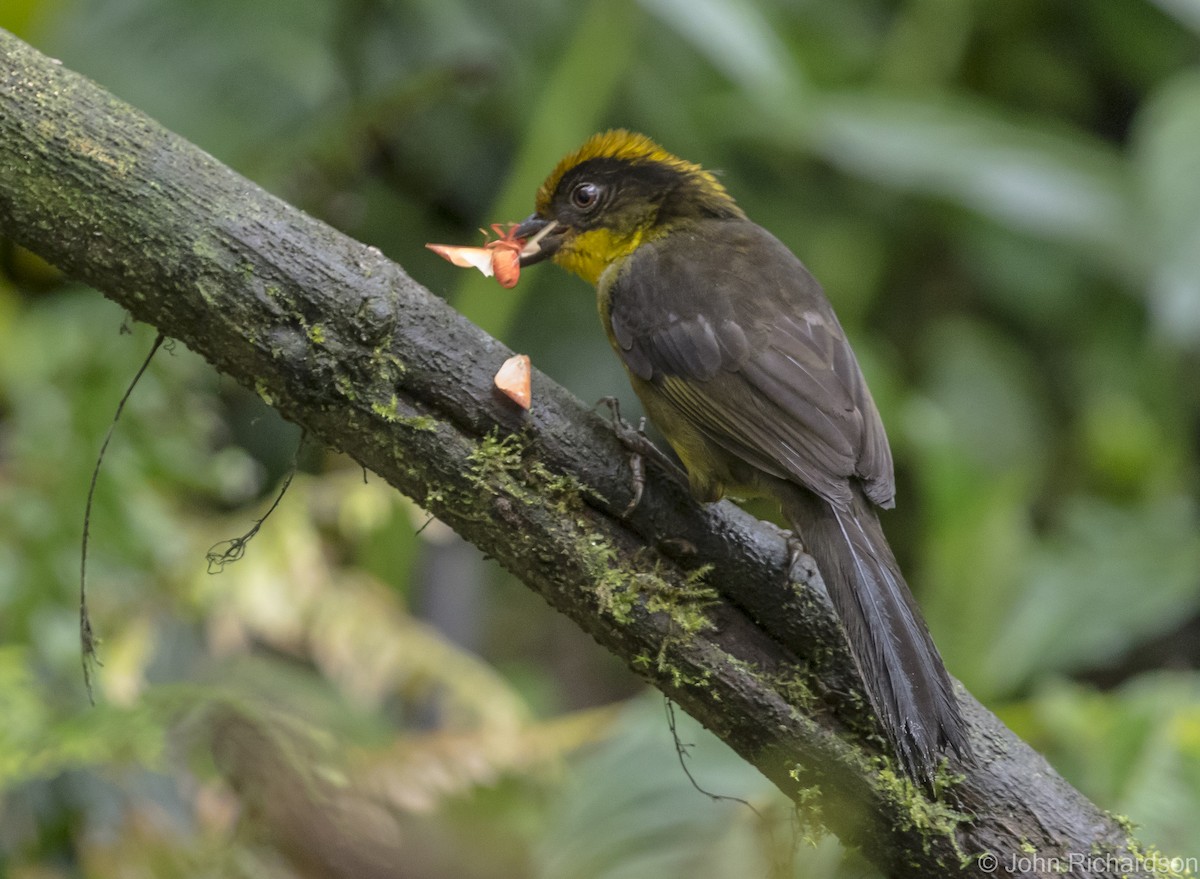 Tricolored Brushfinch - ML620172022