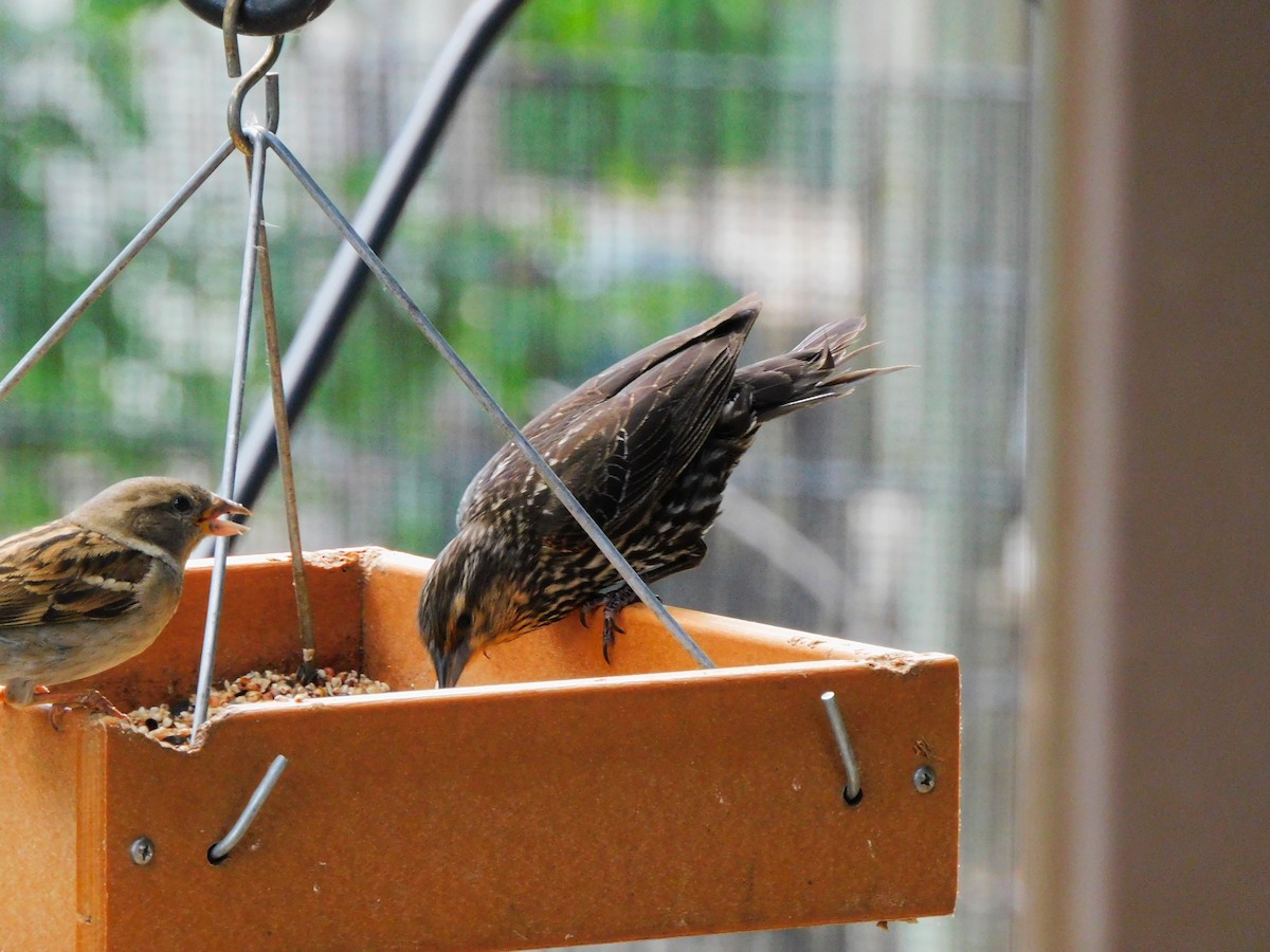 Red-winged Blackbird - ML620172023