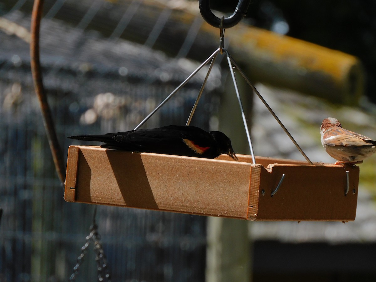 Red-winged Blackbird - ML620172025