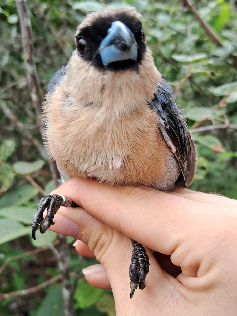 Cinnamon Tanager - Valeria Torrado