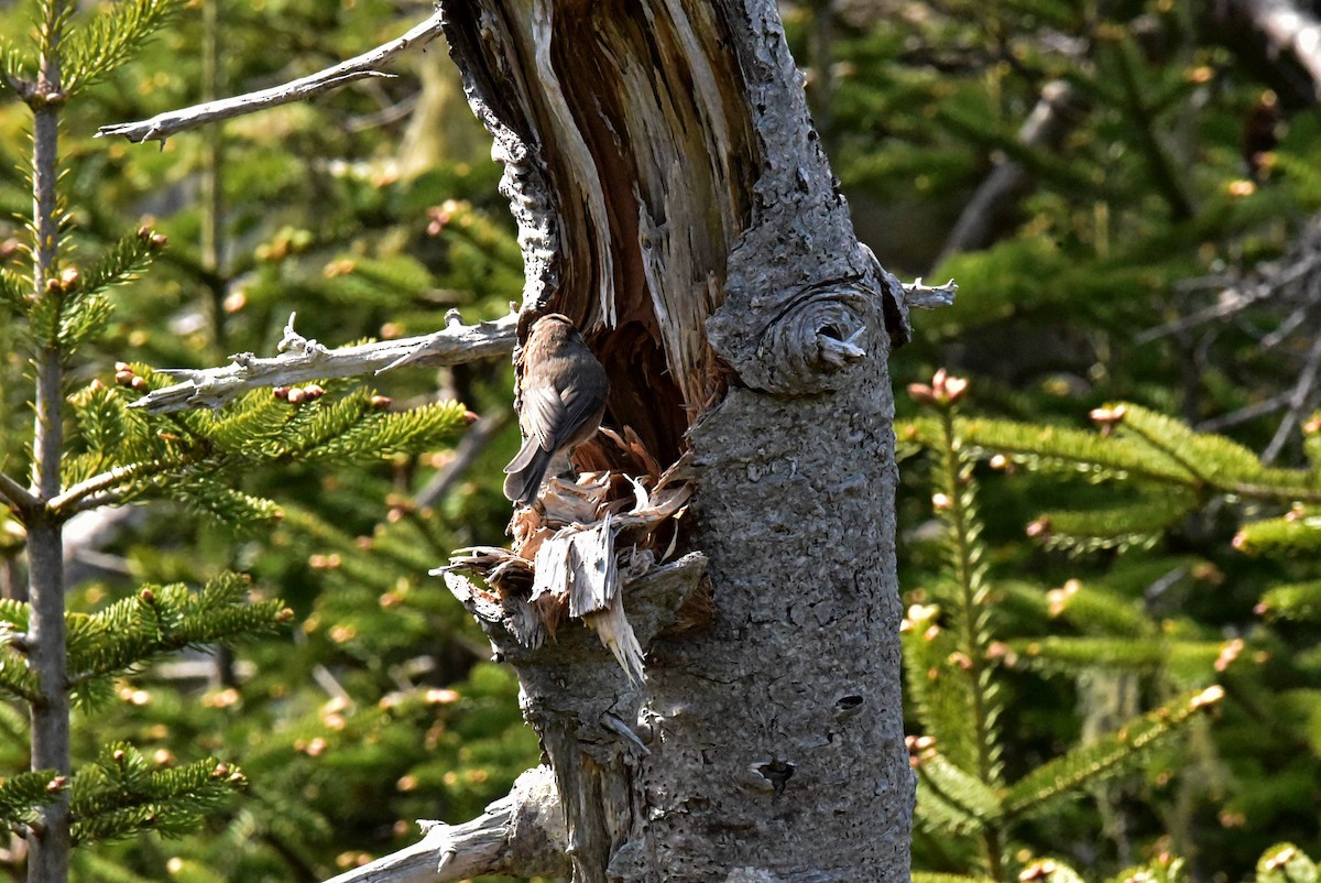 Boreal Chickadee - ML620172030