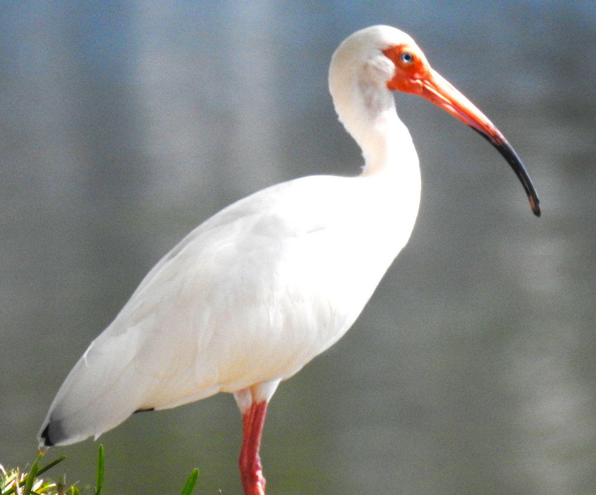 White Ibis - ML620172031