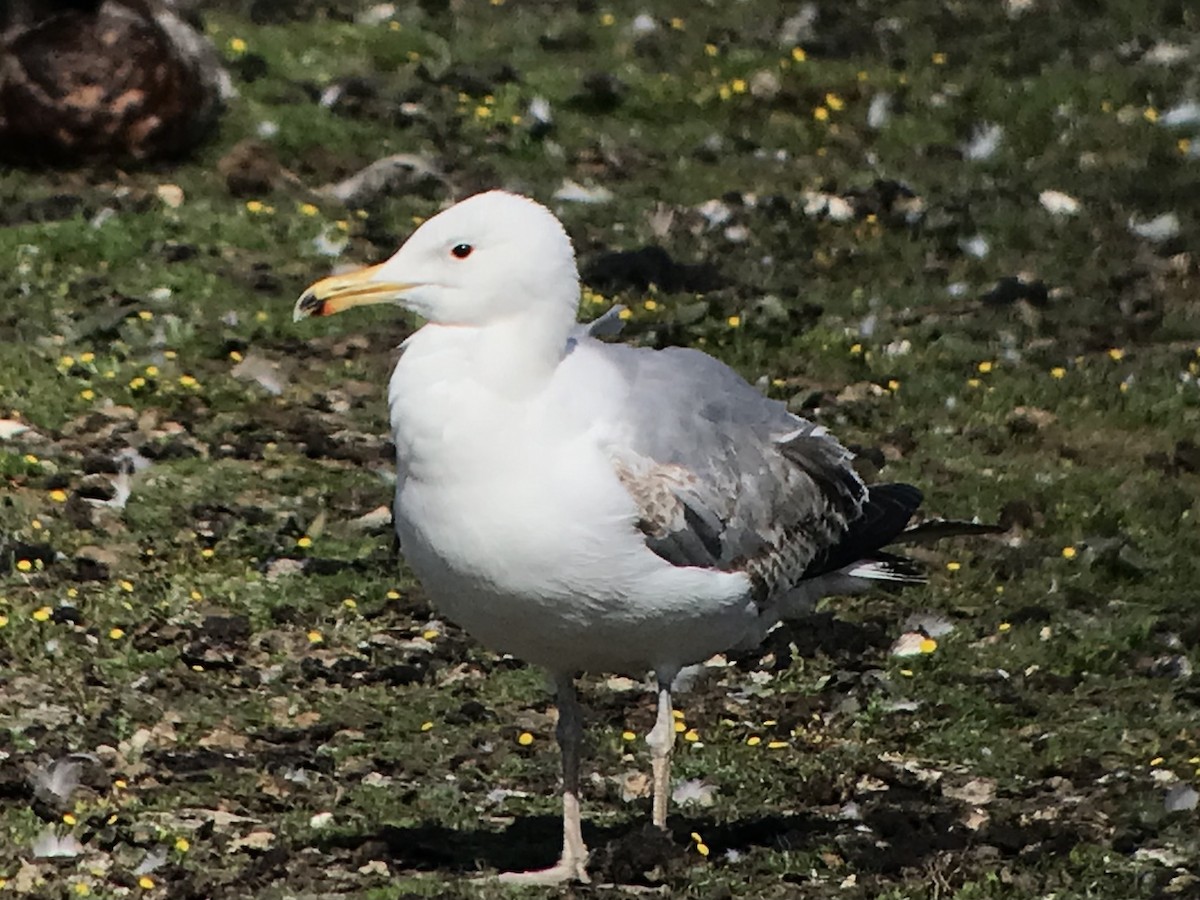 Caspian Gull - ML620172032