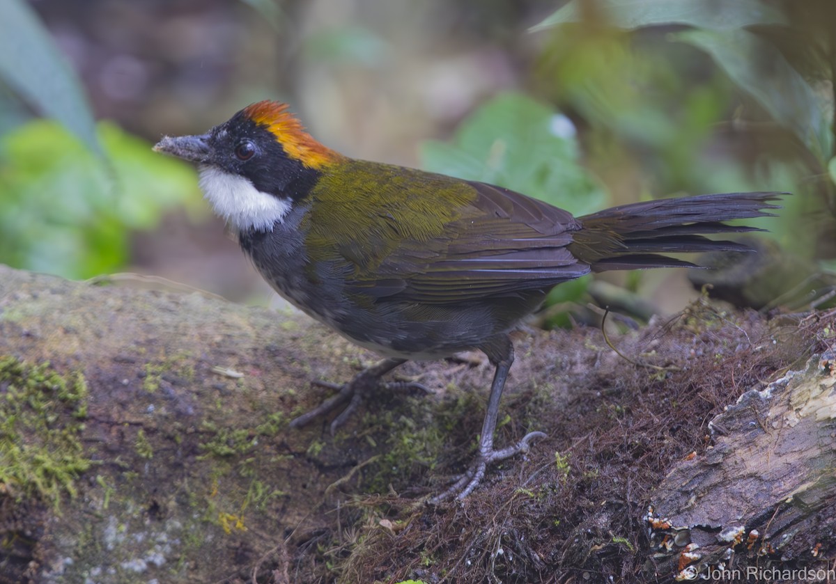 Chestnut-capped Brushfinch - ML620172033