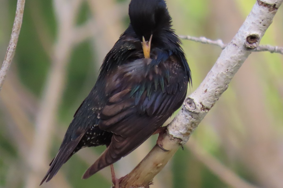 European Starling - ML620172038