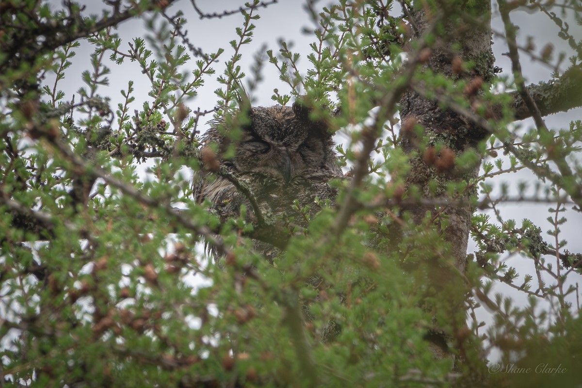 Great Horned Owl - ML620172041
