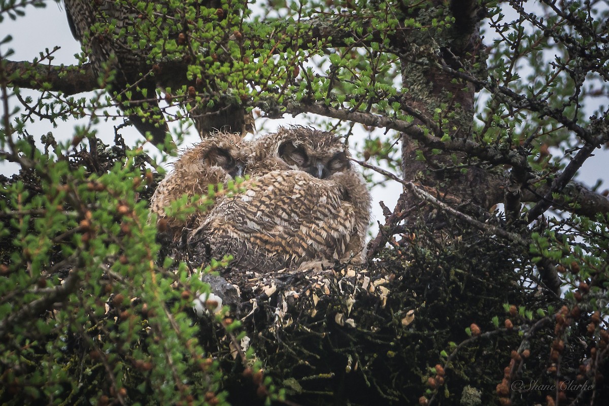 Great Horned Owl - ML620172042