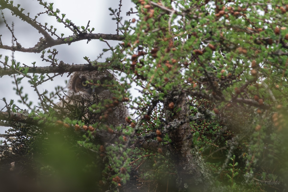 Great Horned Owl - ML620172043