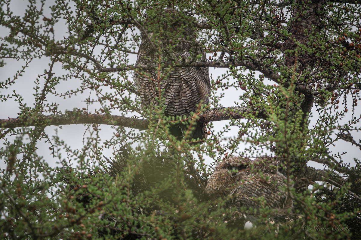 Great Horned Owl - ML620172049