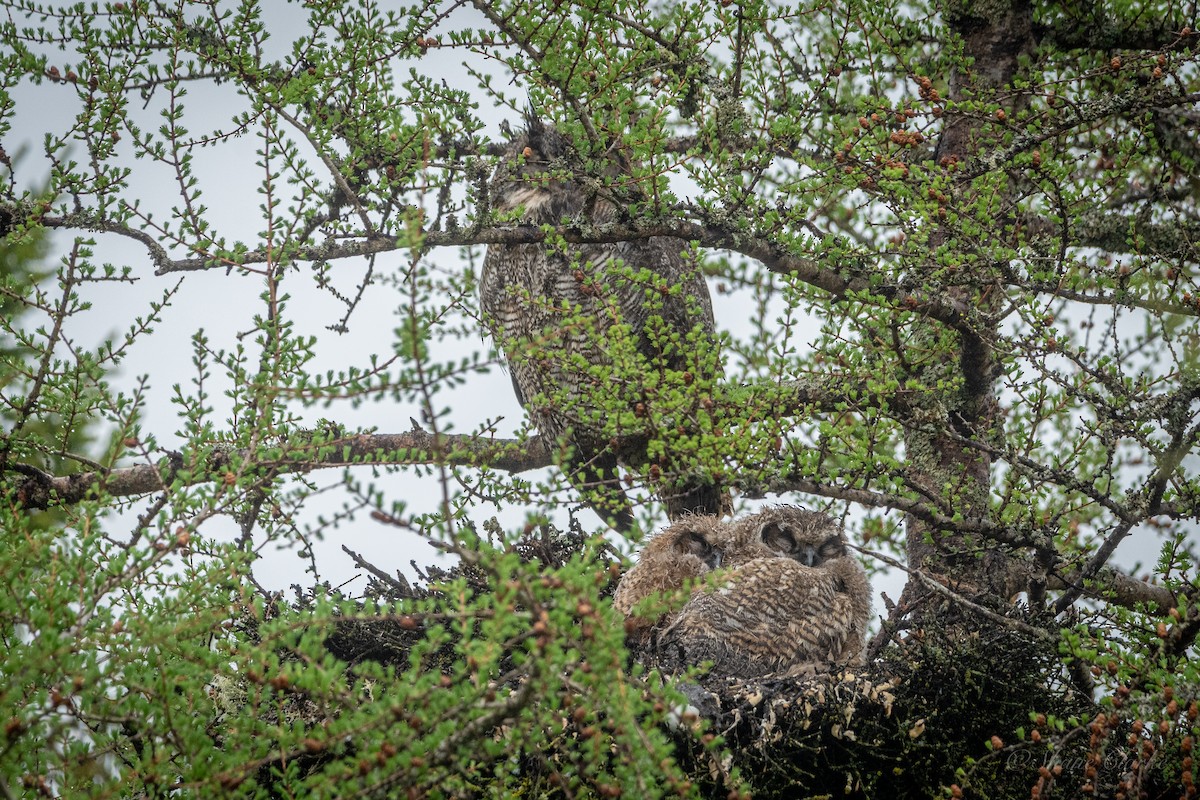 Great Horned Owl - ML620172050