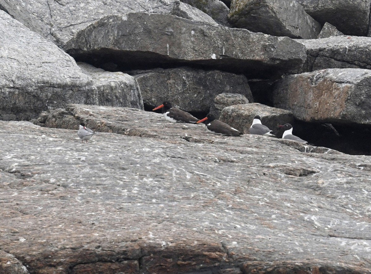 American Oystercatcher - ML620172057