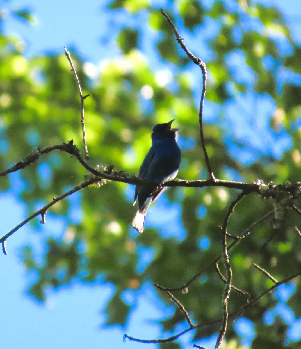 Indigo Bunting - ML620172059