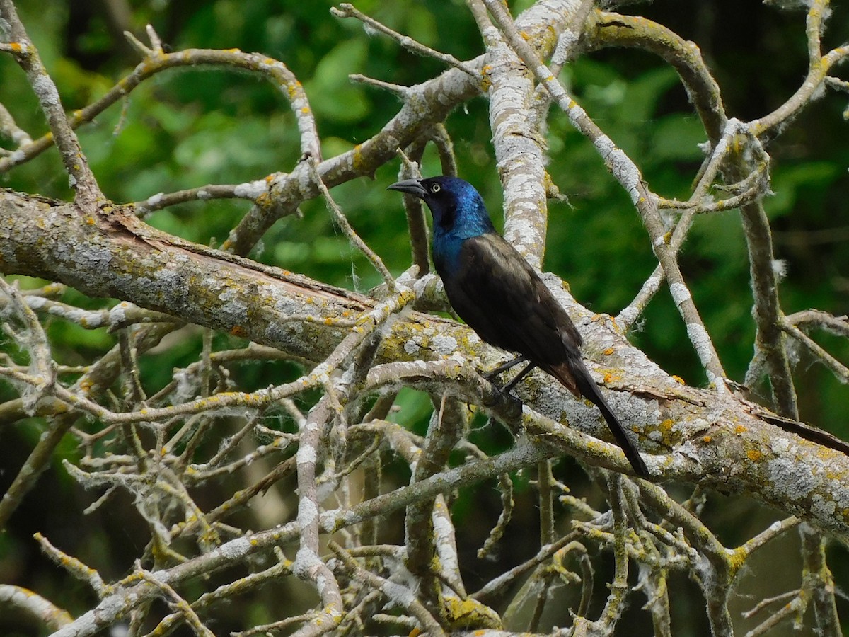 Common Grackle - ML620172061