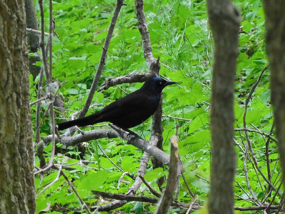 Common Grackle - Briar Greisinger