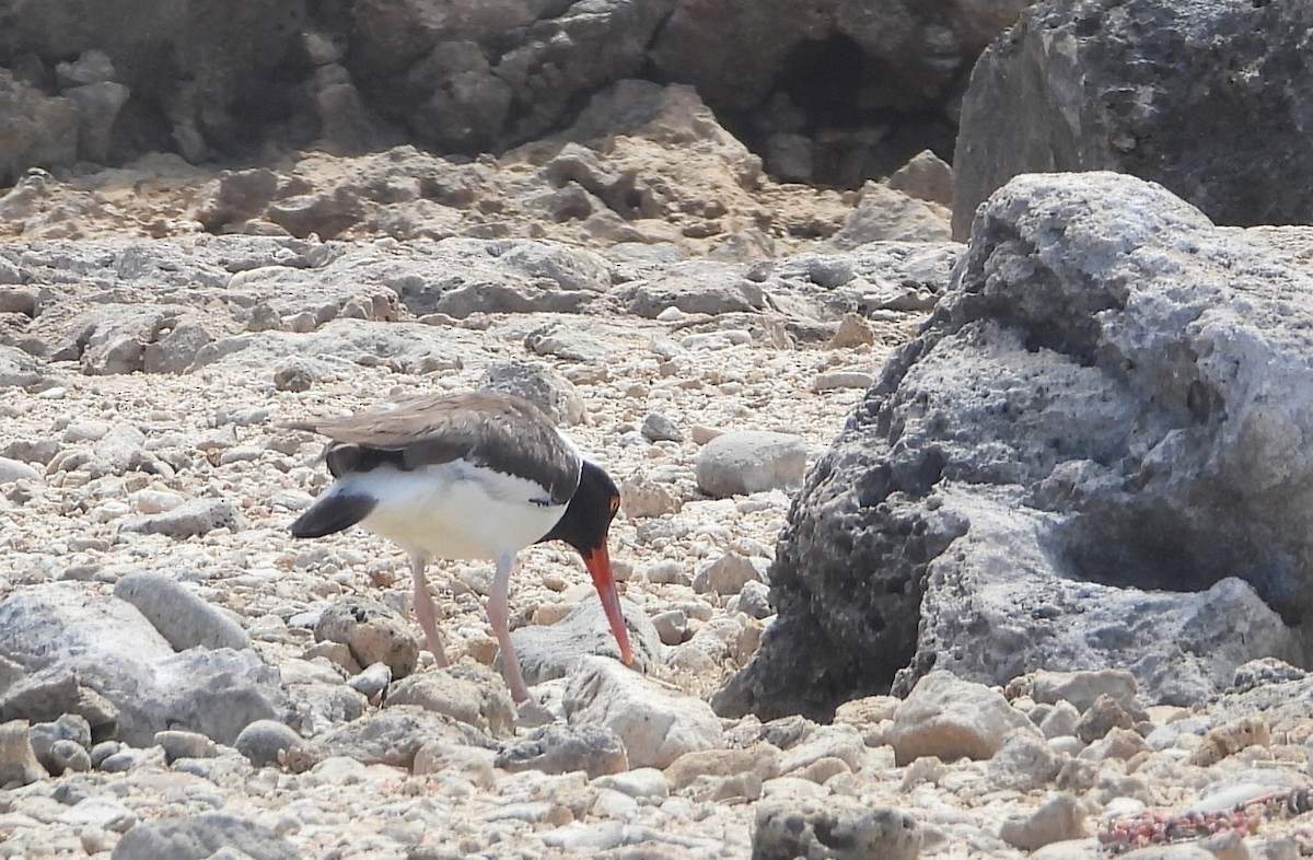 American Oystercatcher - ML620172064