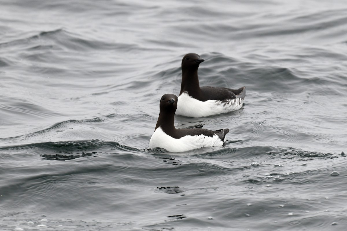 Common Murre - ML620172067