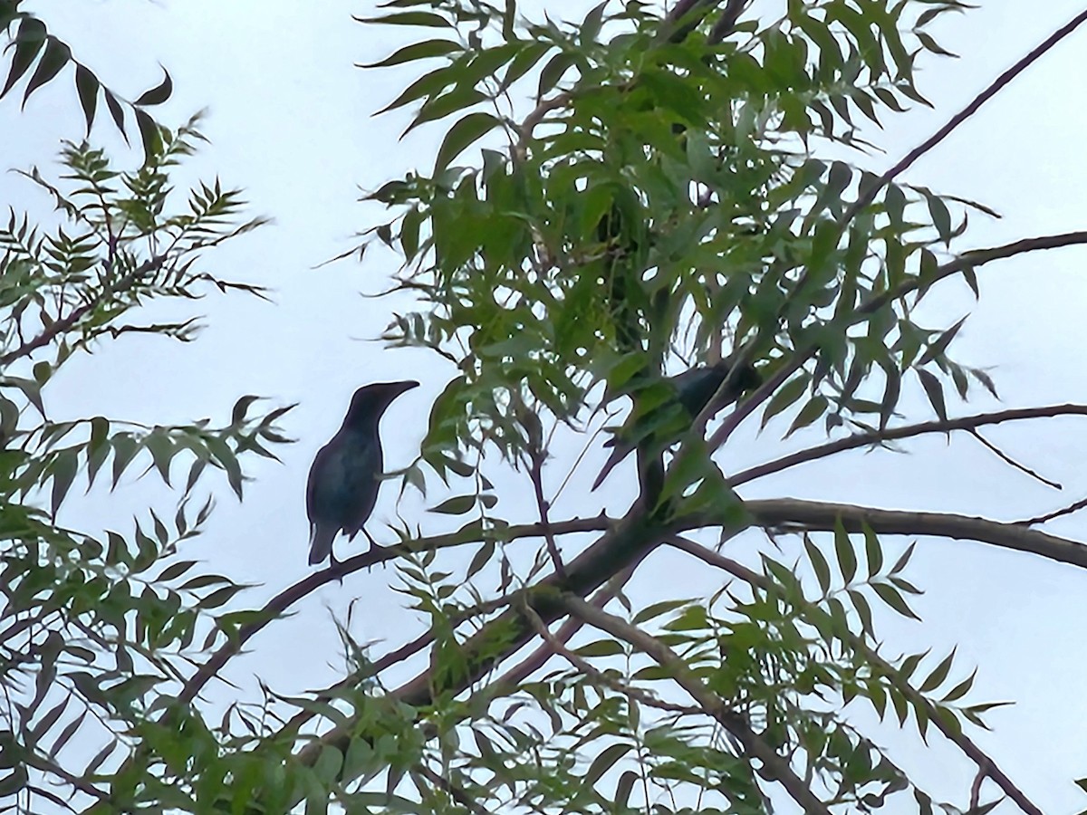 Asian Glossy Starling - ML620172086