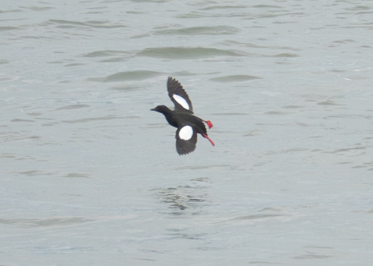 Black Guillemot - ML620172087