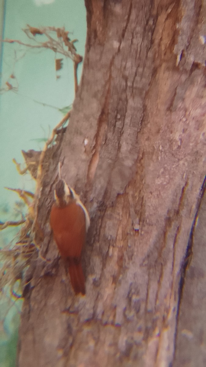 Narrow-billed Woodcreeper - ML620172090