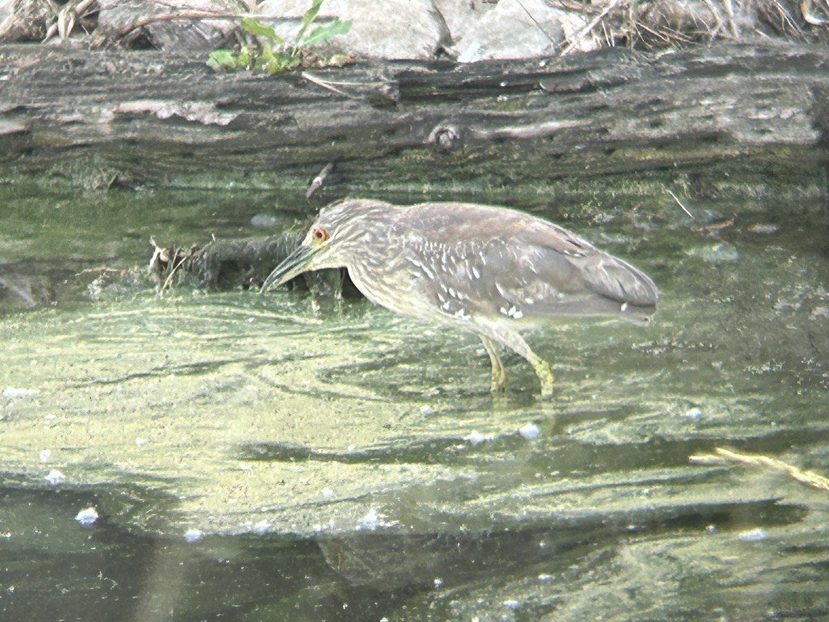 Black-crowned Night Heron - ML620172095