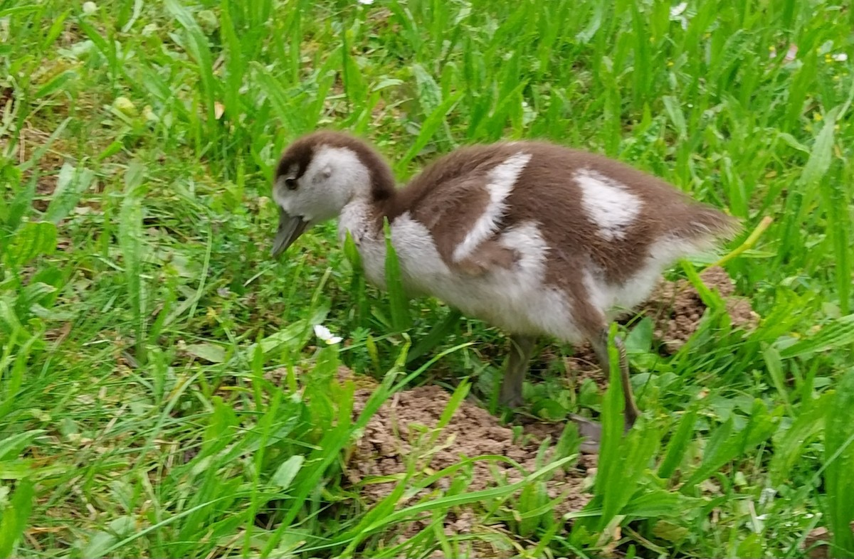 Egyptian Goose - ML620172096