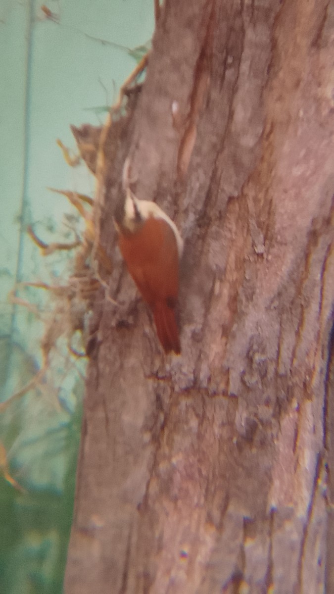 Narrow-billed Woodcreeper - ML620172106