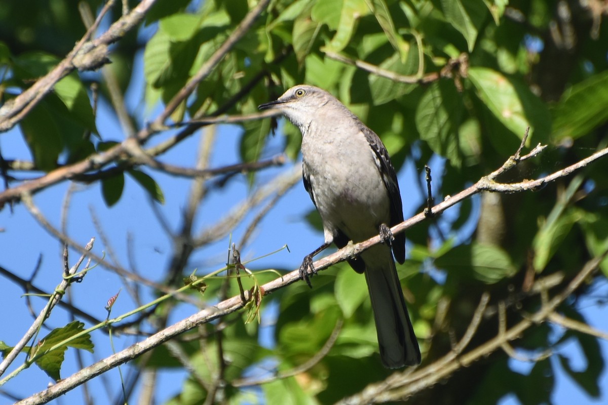 Northern Mockingbird - ML620172112