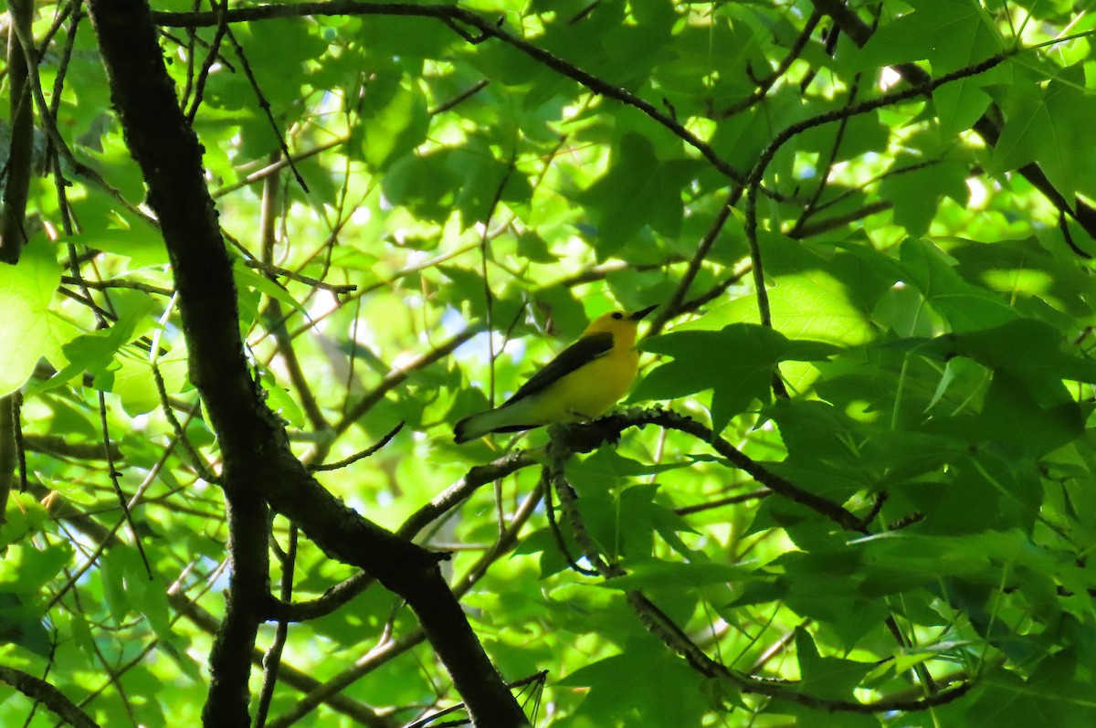 Prothonotary Warbler - ML620172114