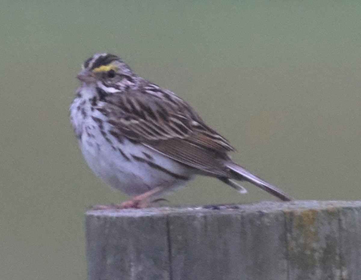Savannah Sparrow - ML620172115