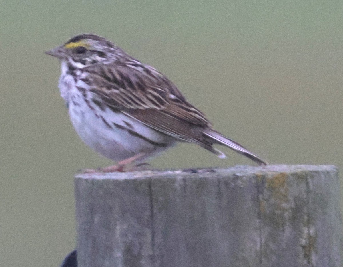 Savannah Sparrow - ML620172116