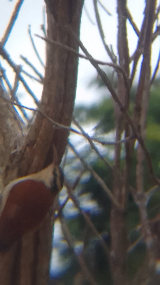 Narrow-billed Woodcreeper - ML620172118