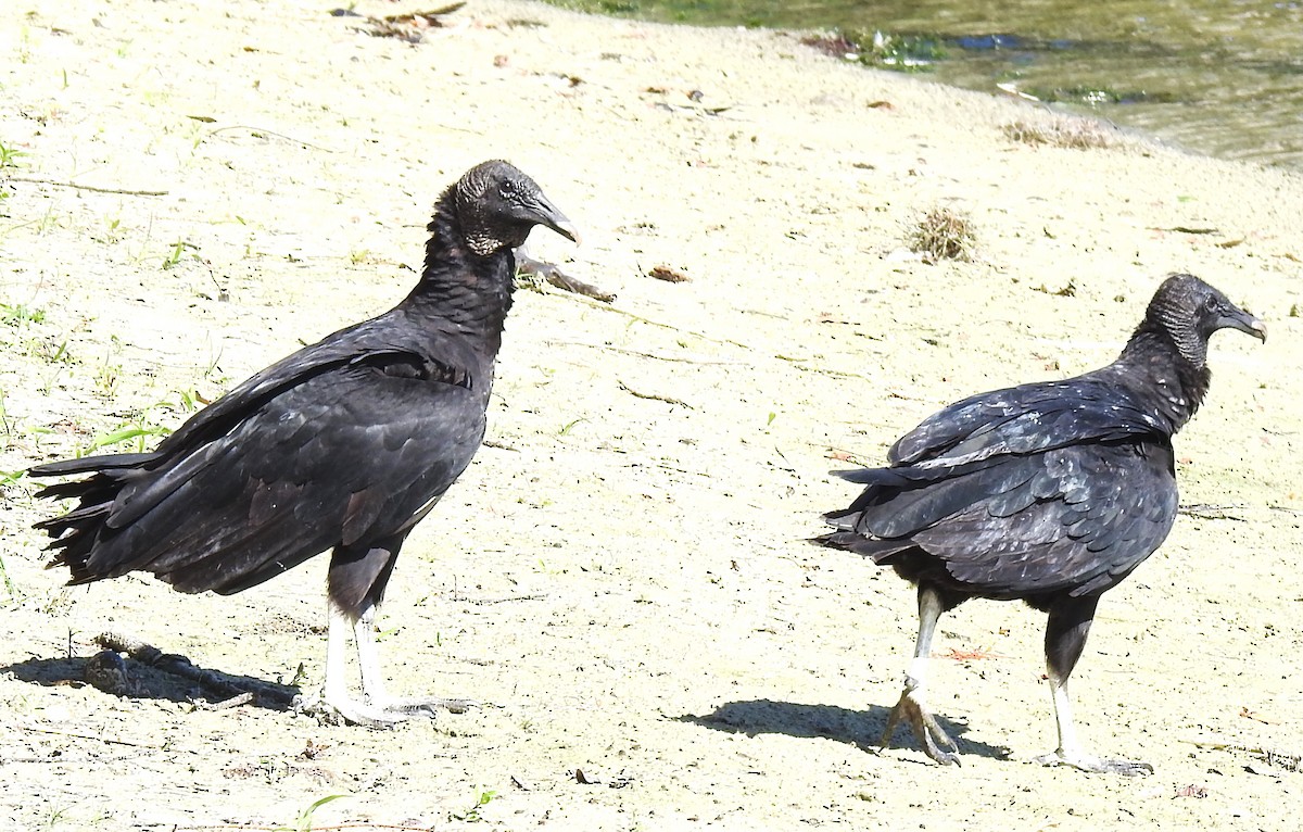 Black Vulture - ML620172124