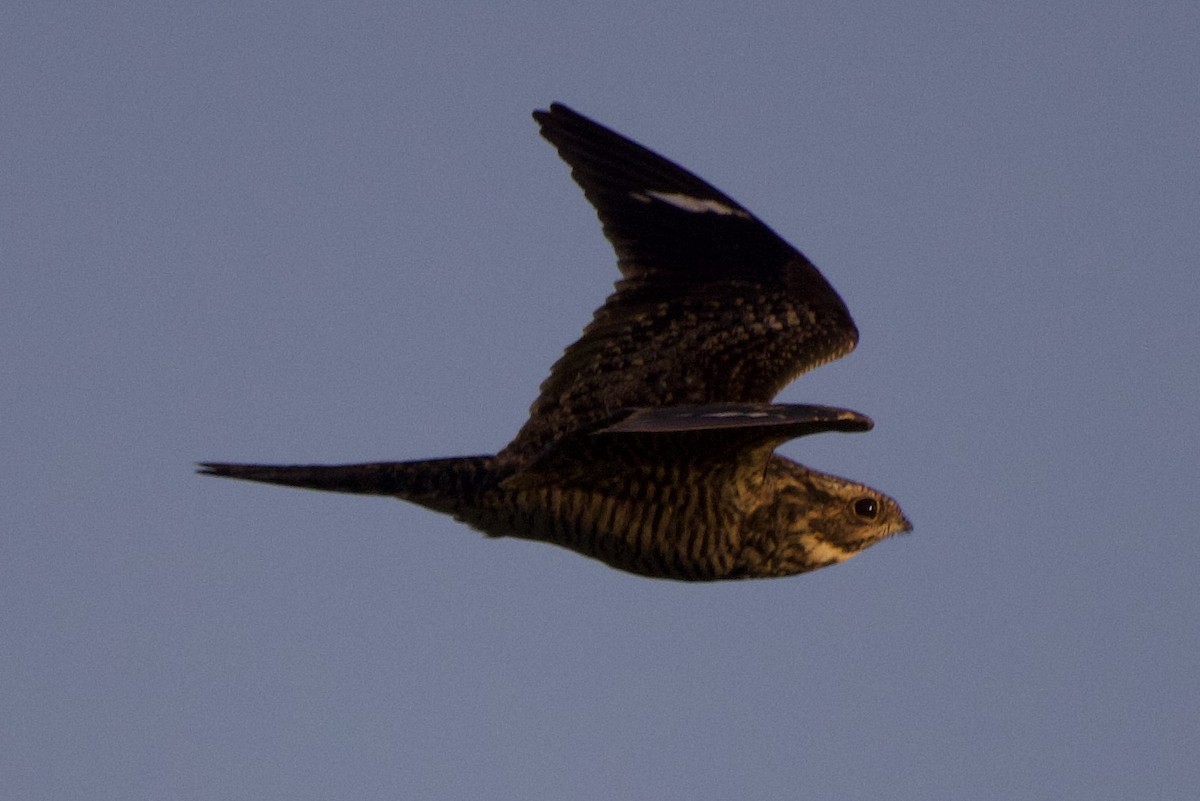 Common Nighthawk - ML620172125