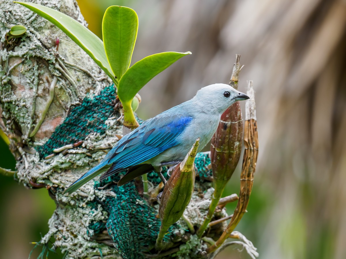 Blue-gray Tanager - ML620172126