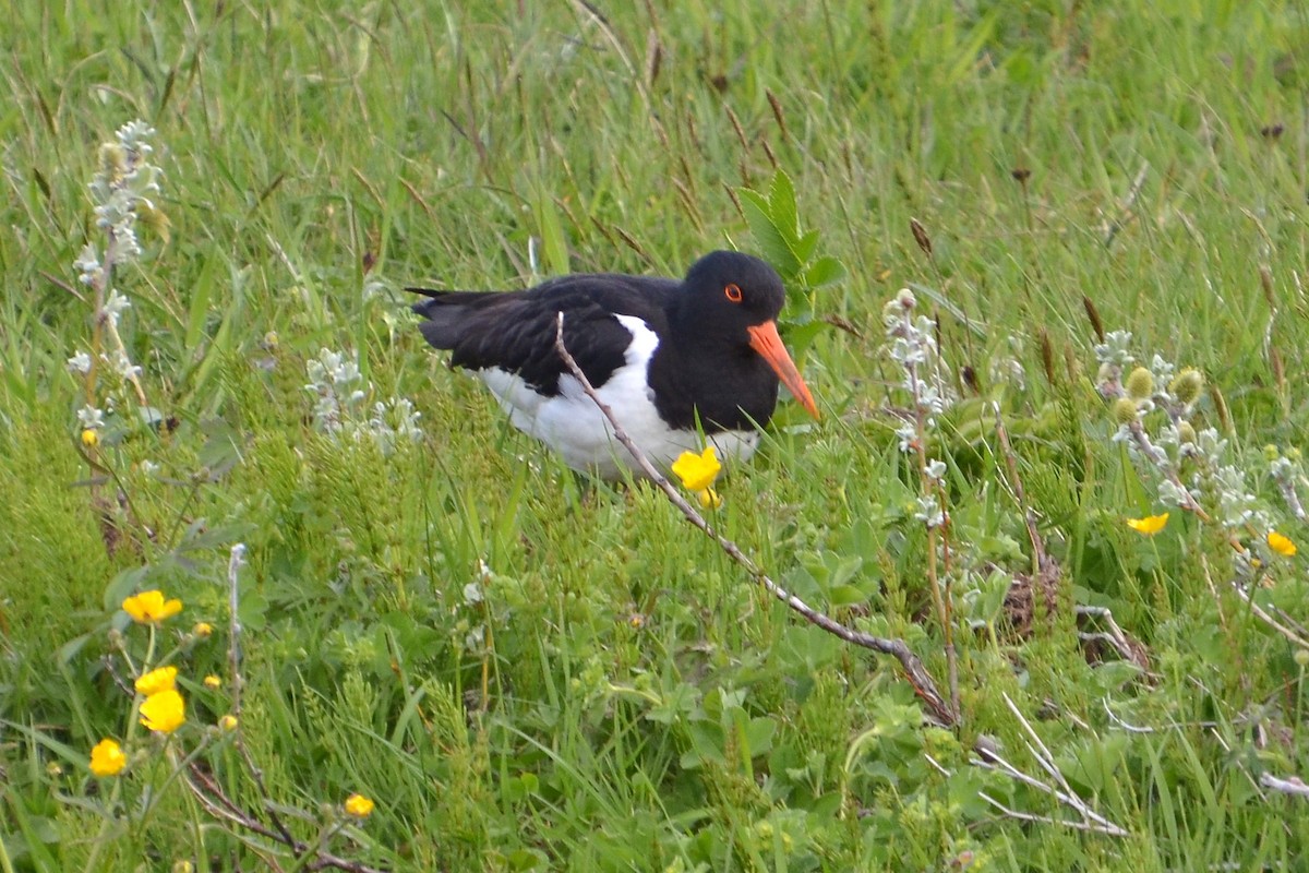 Eurasian Oystercatcher - ML620172130