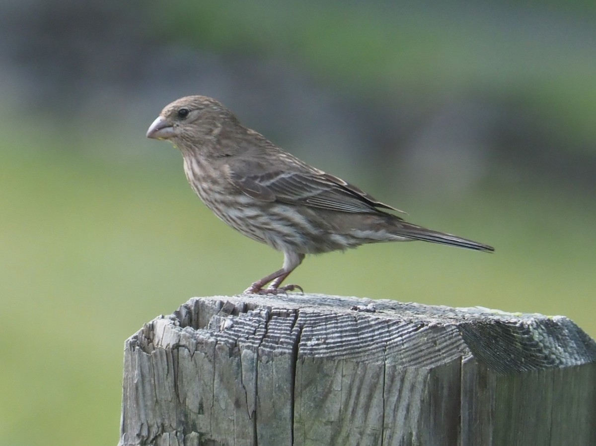 House Finch - ML620172135