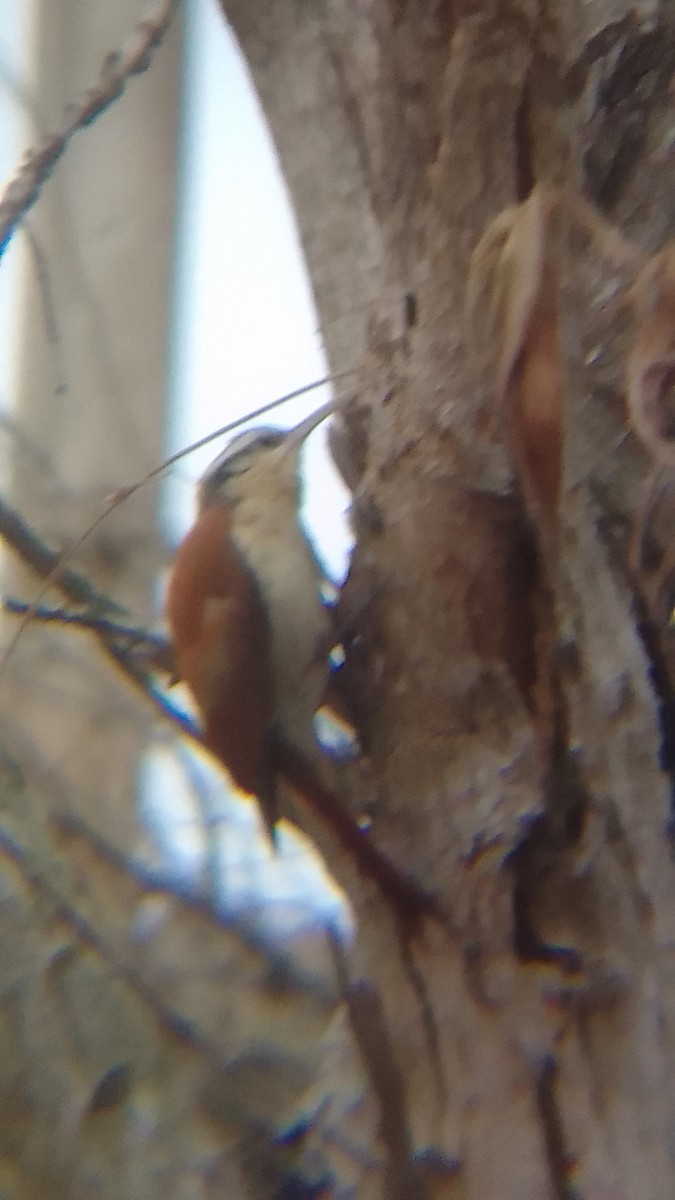 Narrow-billed Woodcreeper - ML620172136