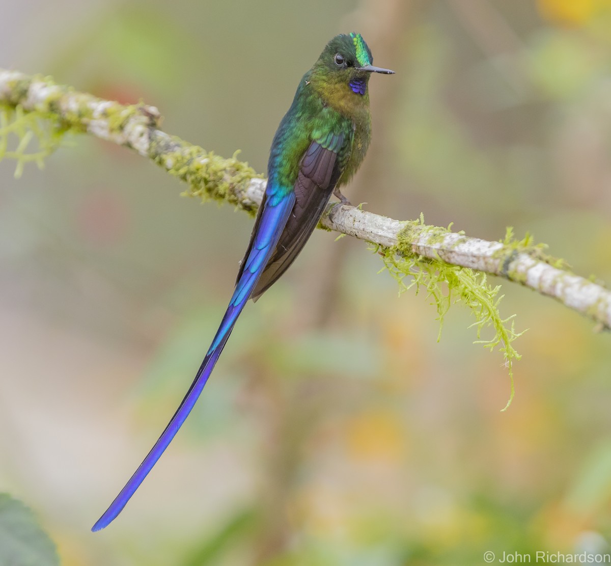 Violet-tailed Sylph - ML620172138