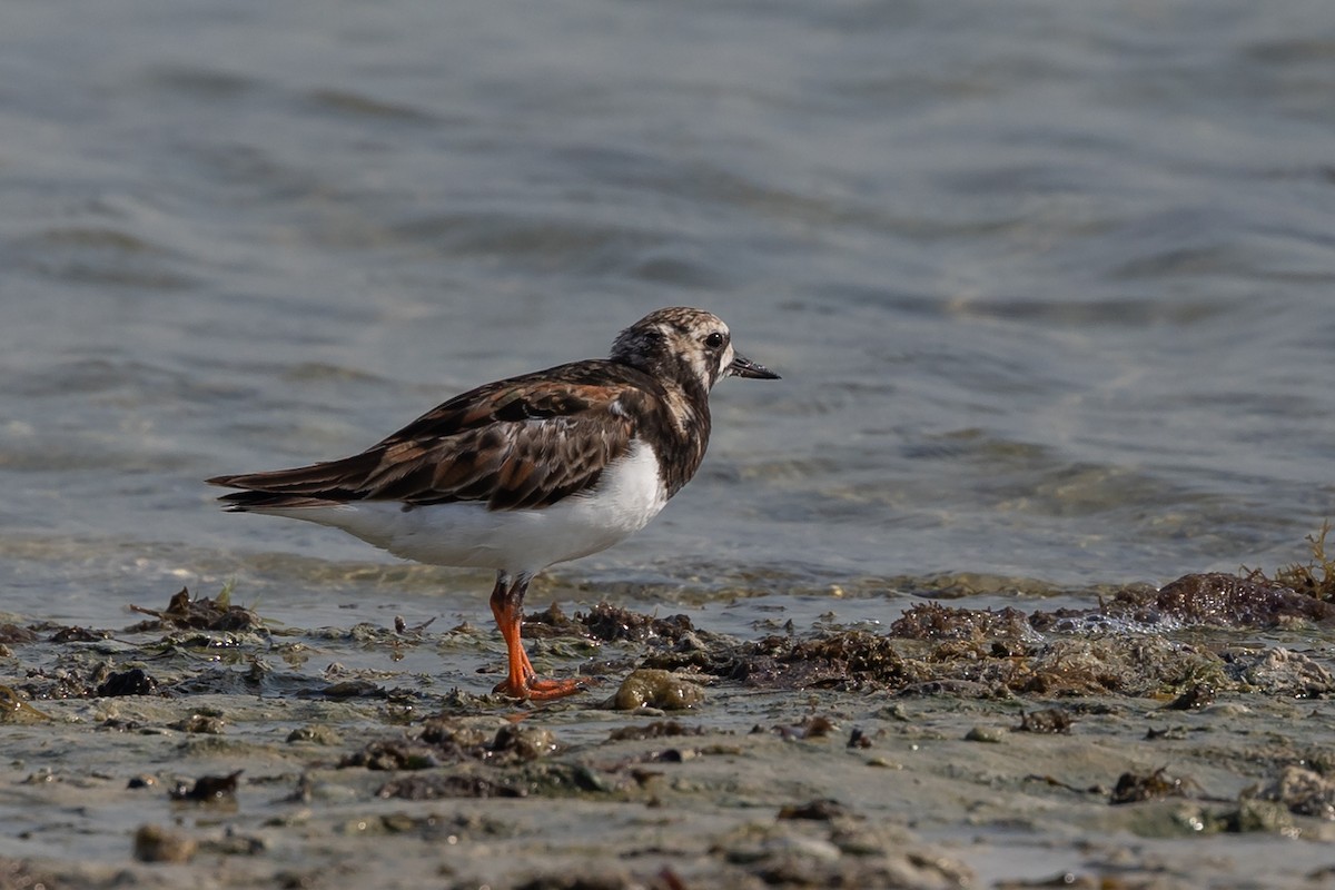 Ruddy Turnstone - ML620172140