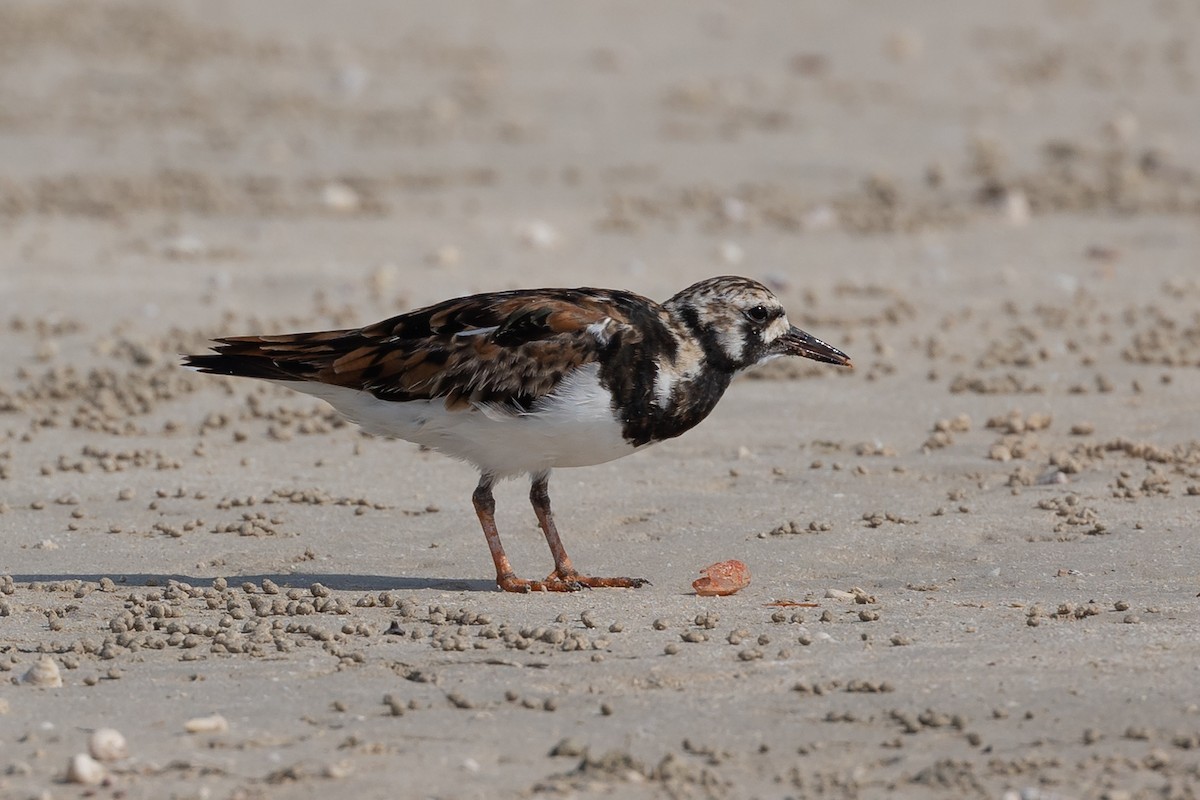 Ruddy Turnstone - ML620172141