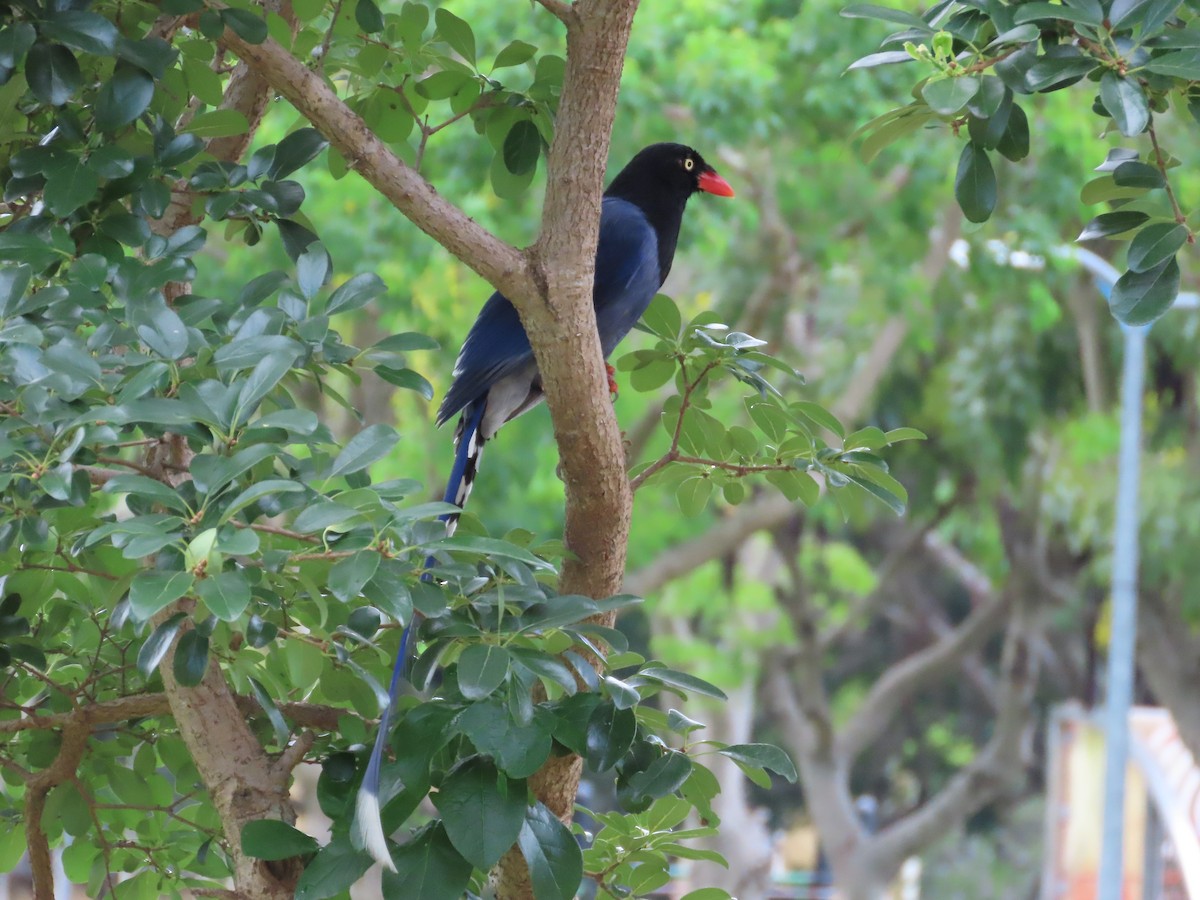 Taiwan Blue-Magpie - ML620172163