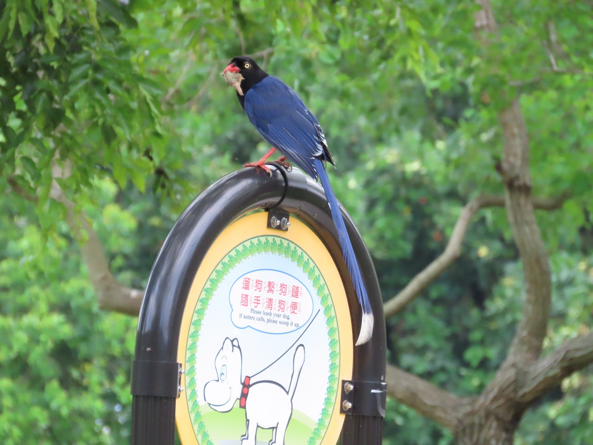 Taiwan Blue-Magpie - ML620172164