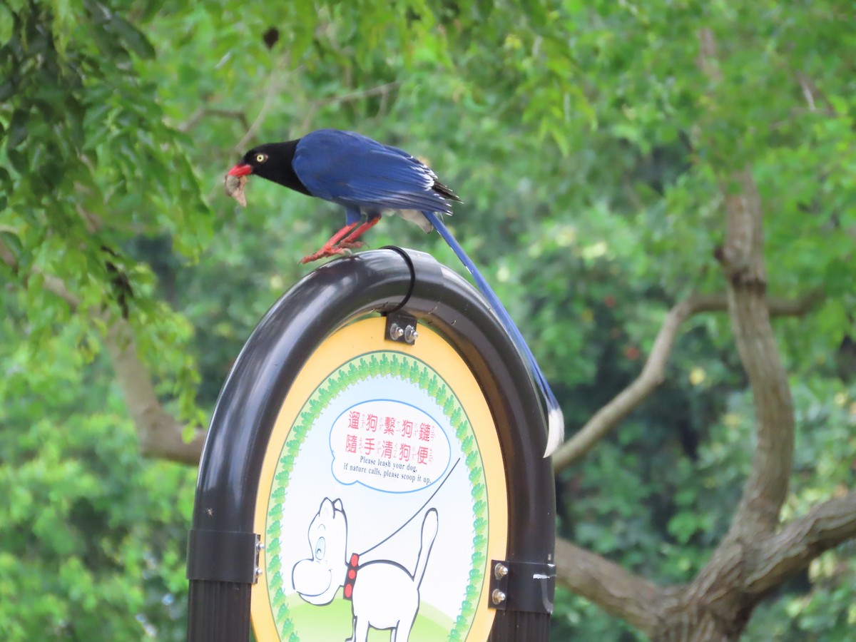 Taiwan Blue-Magpie - ML620172166