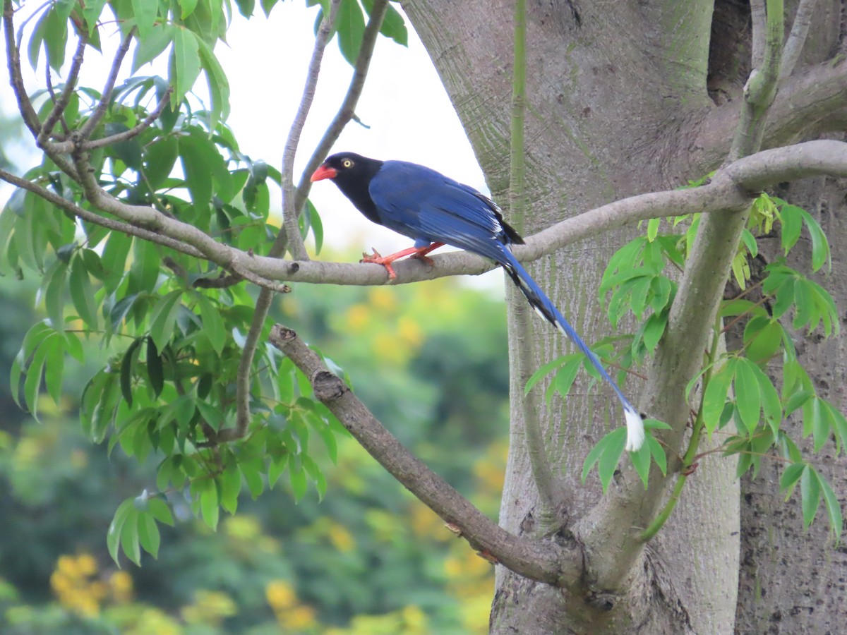 Taiwan Blue-Magpie - ML620172167