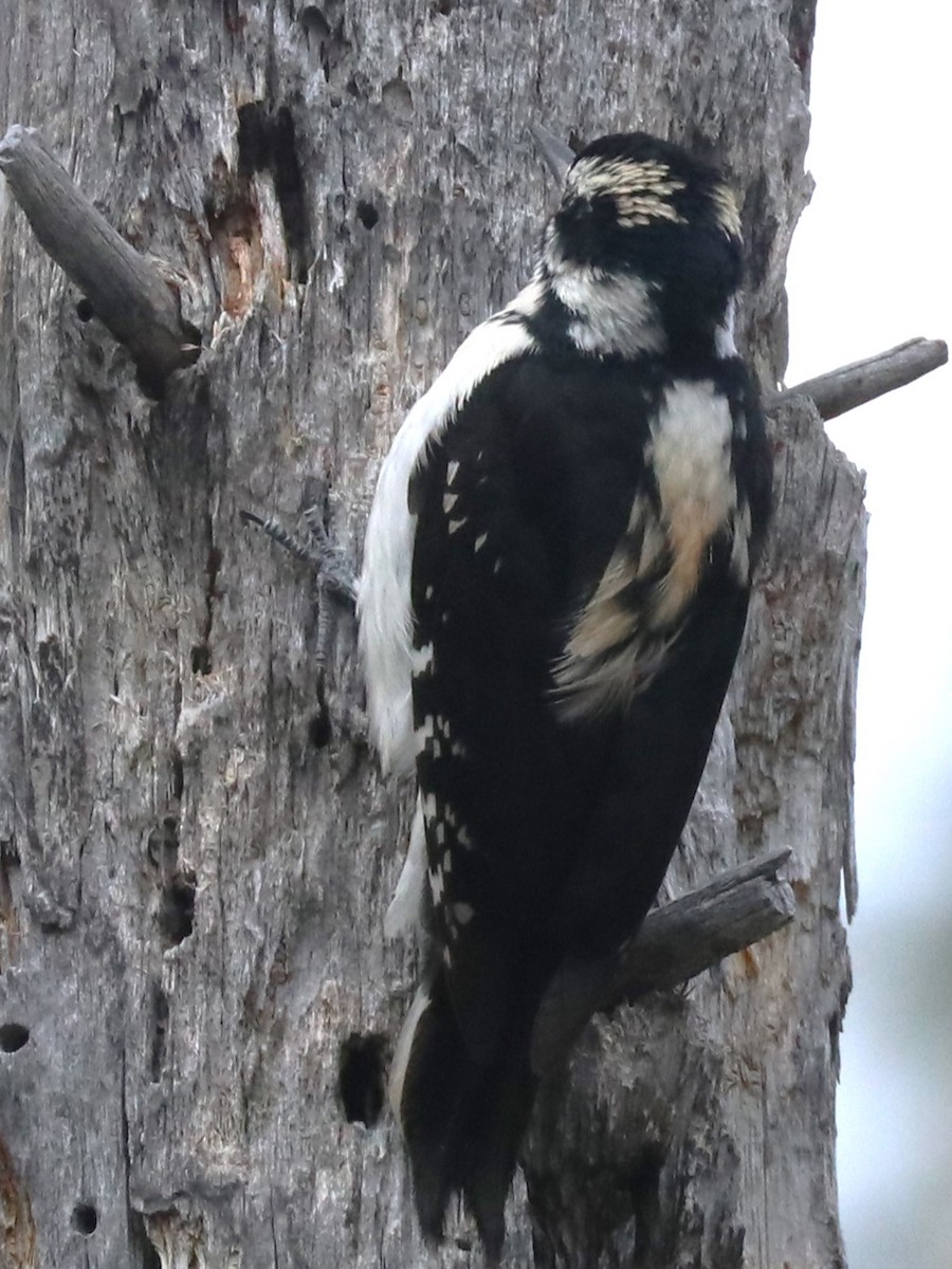 Hairy Woodpecker - ML620172176