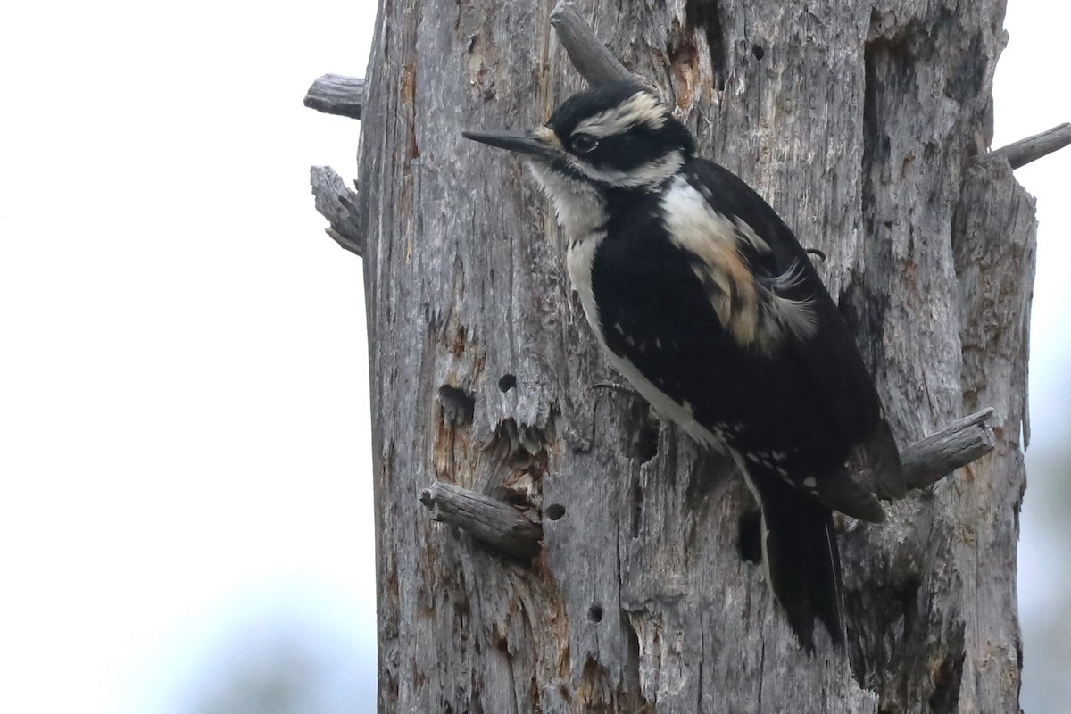 Hairy Woodpecker - Karen Bonsell