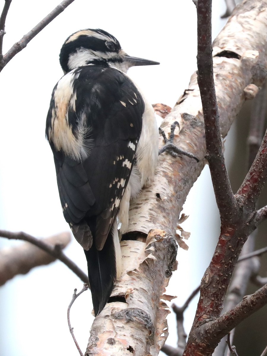 Hairy Woodpecker - Karen Bonsell