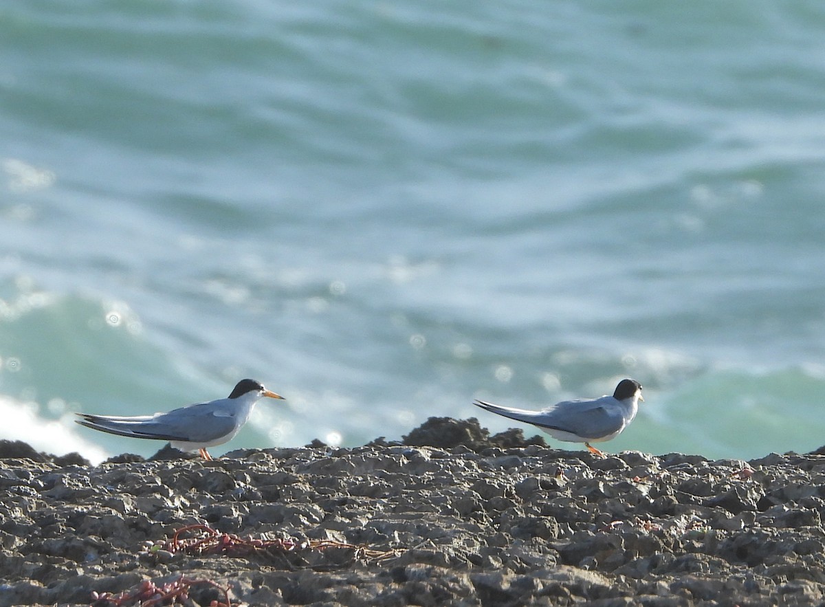 Least Tern - ML620172185